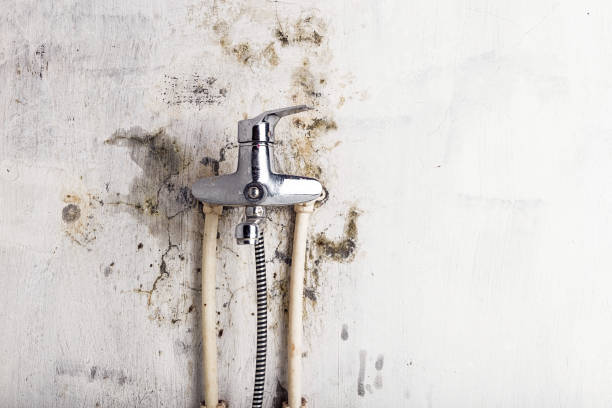 Best Certified Mold Removal  in Plano, TX