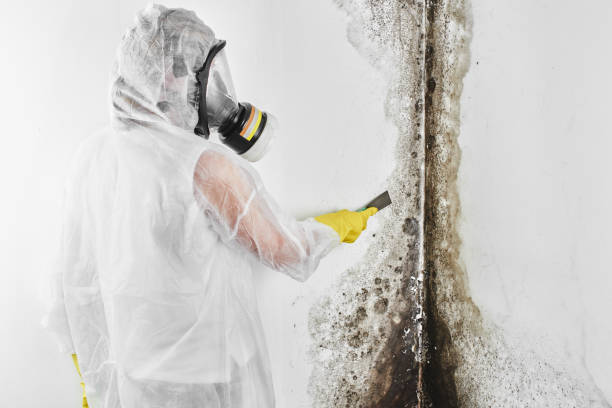 Best Home Mold Removal  in Plano, TX