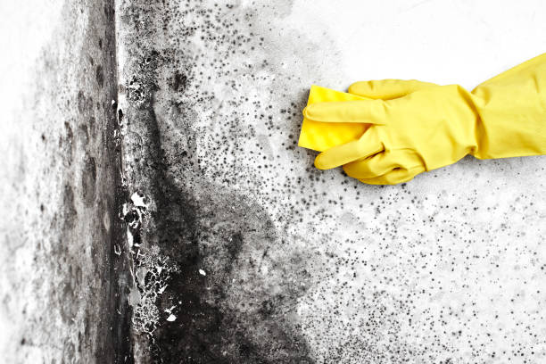Reliable Plano, TX Mold Removal Solutions