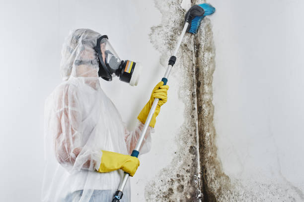 Best Emergency Mold Removal  in Plano, TX