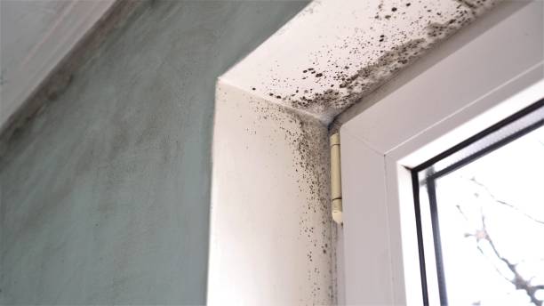 Best Commercial Mold Removal  in Plano, TX
