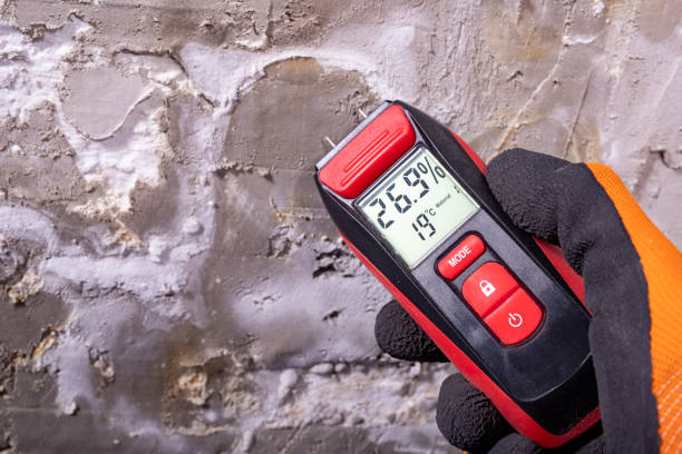 Best Local Mold Removal Service  in Plano, TX