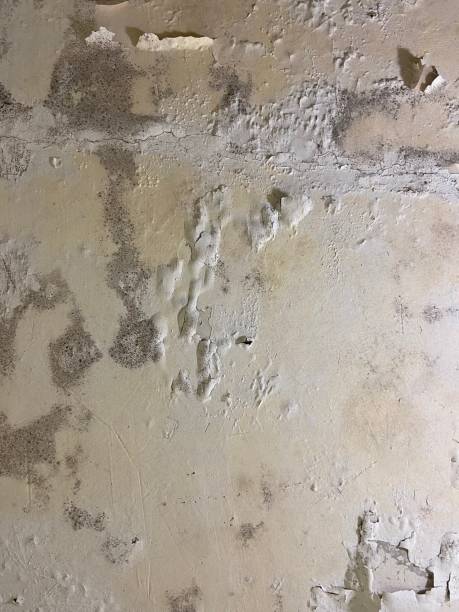 Best Affordable Mold Removal  in Plano, TX