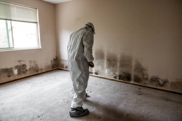 Best Mold Inspection  in Plano, TX