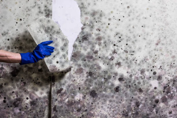 Best Commercial Mold Removal  in Plano, TX