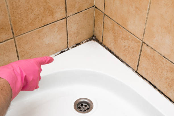 Best Residential Mold Removal  in Plano, TX
